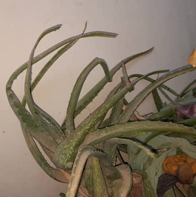 Aloe Vera Leaves