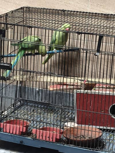 green parrot