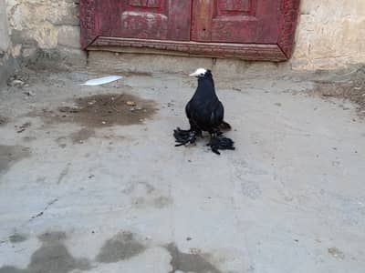 Black mukhi chick for sale
