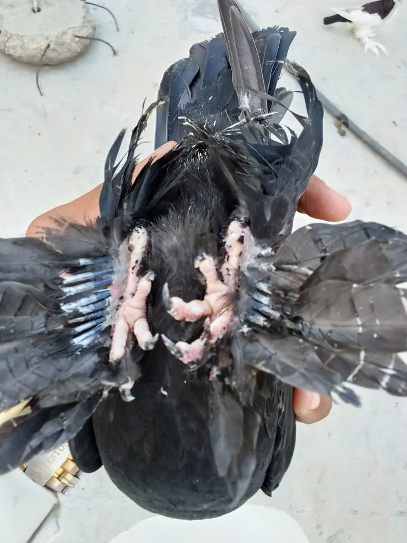 Black mukhi chick for sale — photo 2