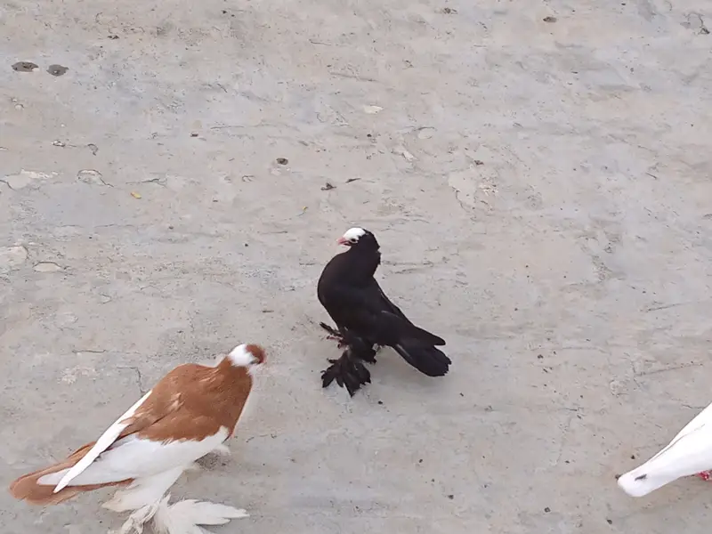 Black mukhi chick for sale — photo 3