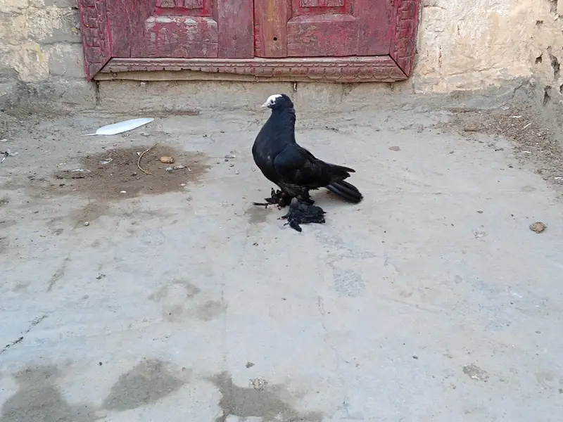 Black mukhi chick for sale — photo 4