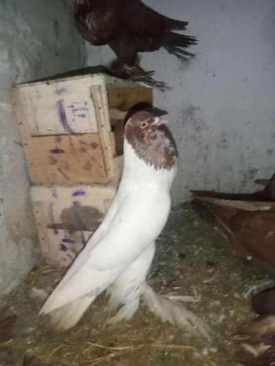 Gubara Nasal Kabootar For sale