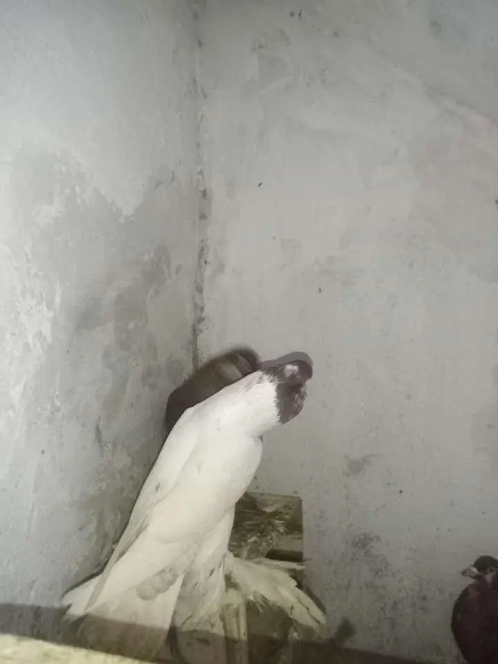 Gubara Nasal Kabootar For sale — photo 2