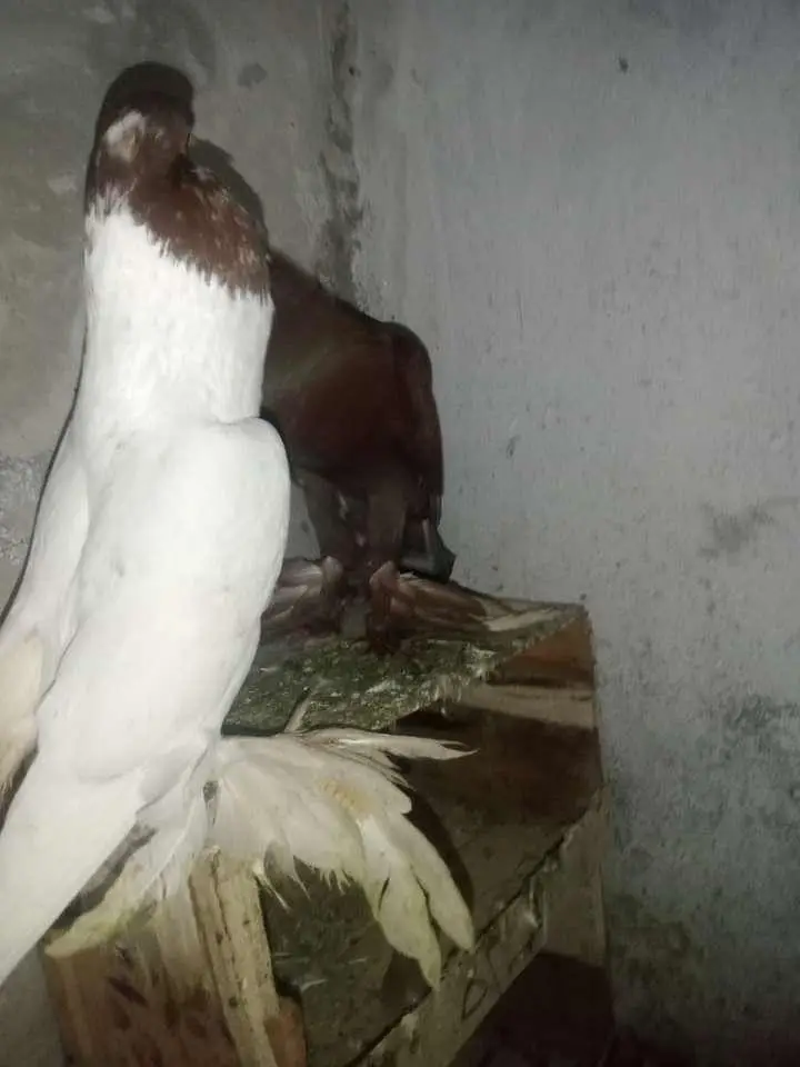 Gubara Nasal Kabootar For sale — photo 3