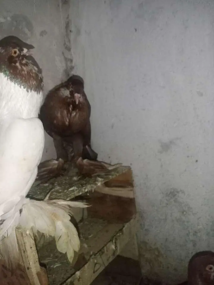 Gubara Nasal Kabootar For sale — photo 4