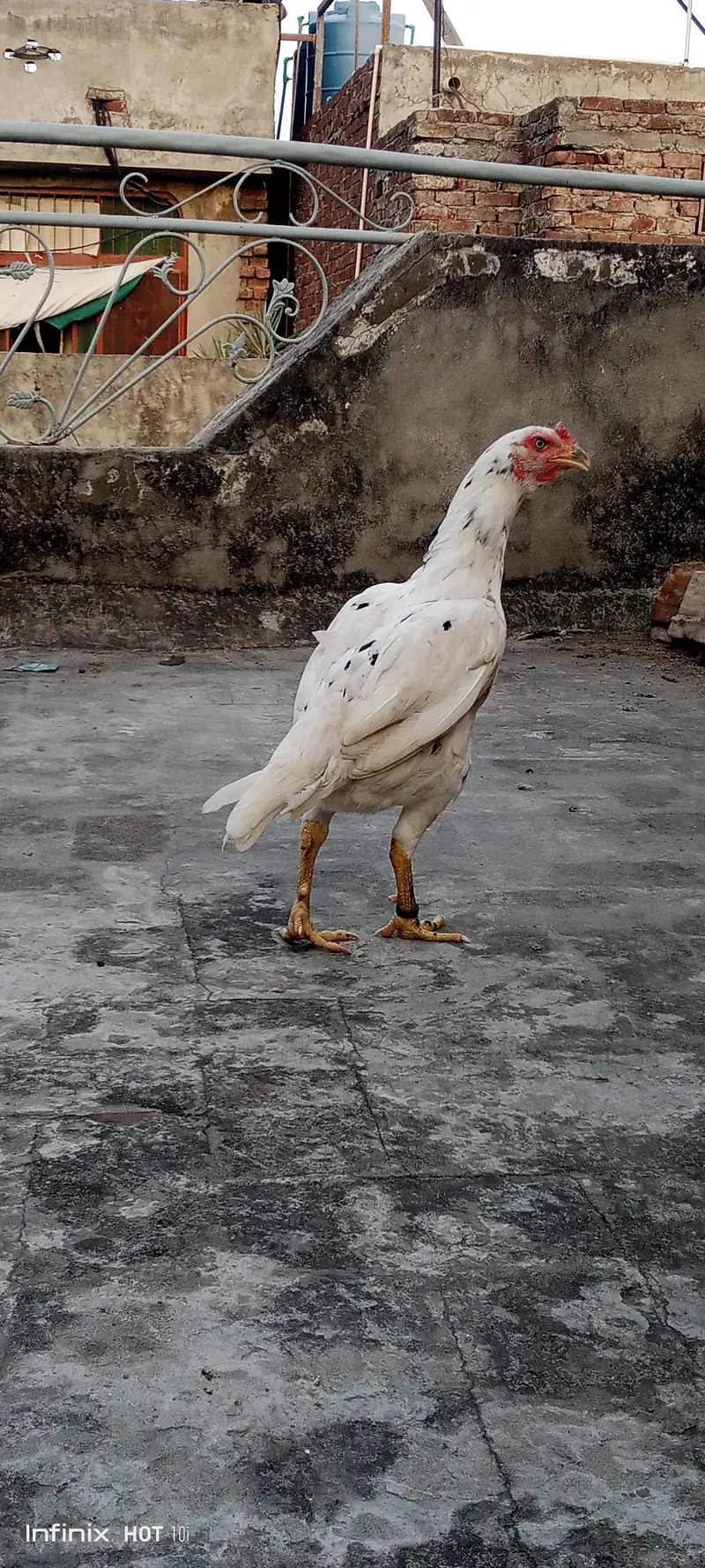 mianwali cross Strong Madi — photo 5