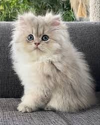 Kitens | Persian Kittens | Fluffy Triple Coated Kittens |Ginger Kitten