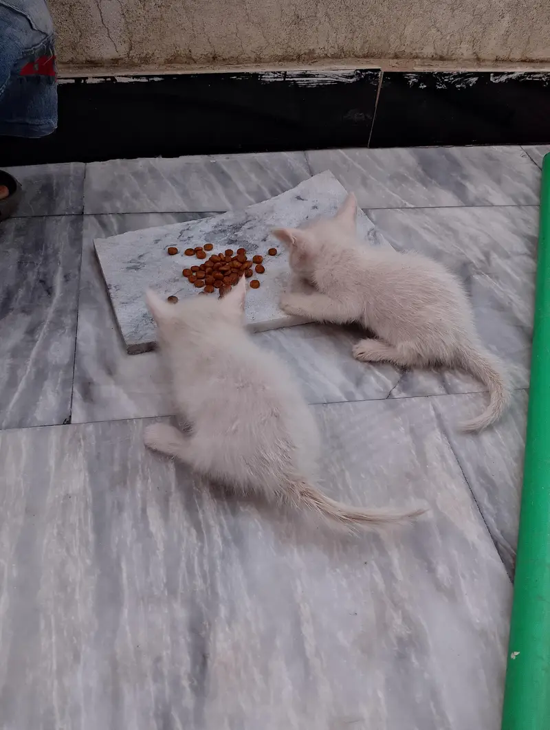 * Double coat persion cat baby available for sale serious buyer — photo 8