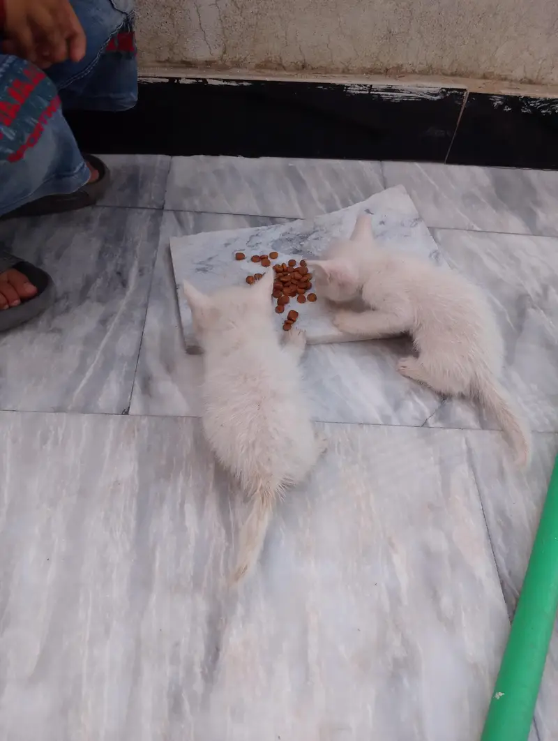* Double coat persion cat baby available for sale serious buyer — photo 9