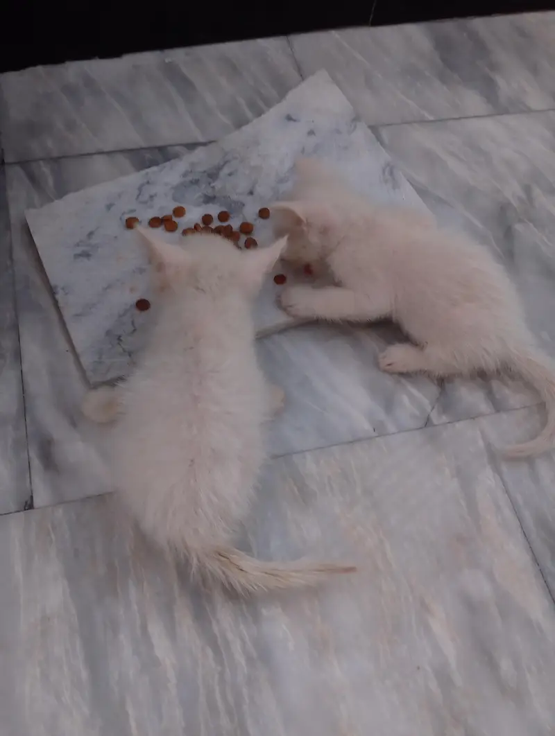 * Double coat persion cat baby available for sale serious buyer — photo 10