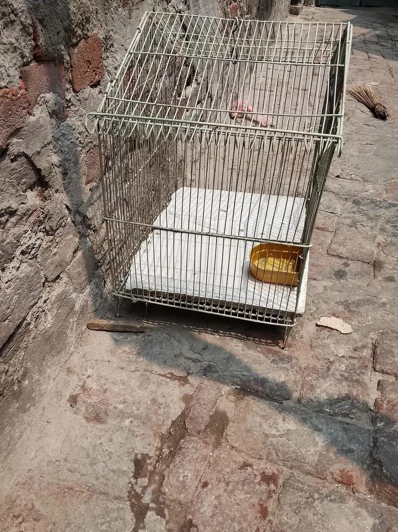 chuzoo k Liya cage — photo 2