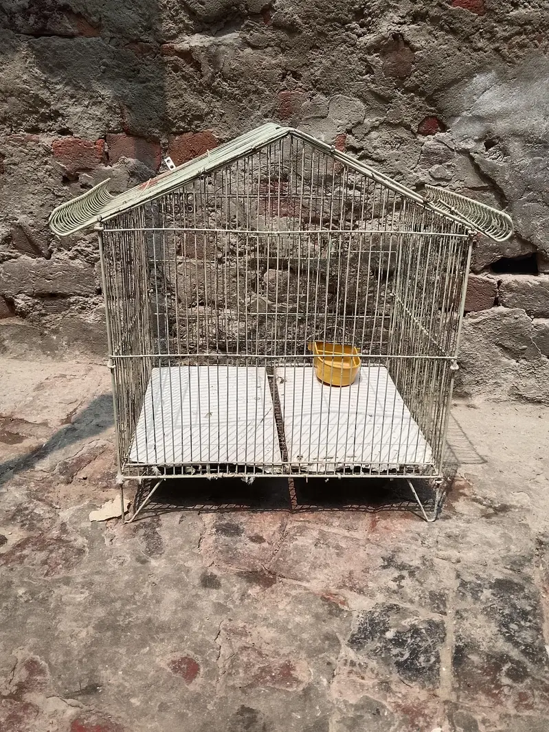 chuzoo k Liya cage — photo 3