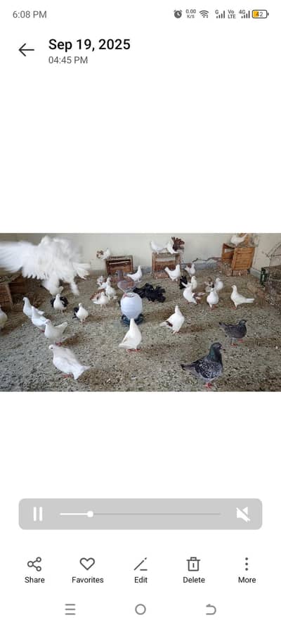 king pigeons