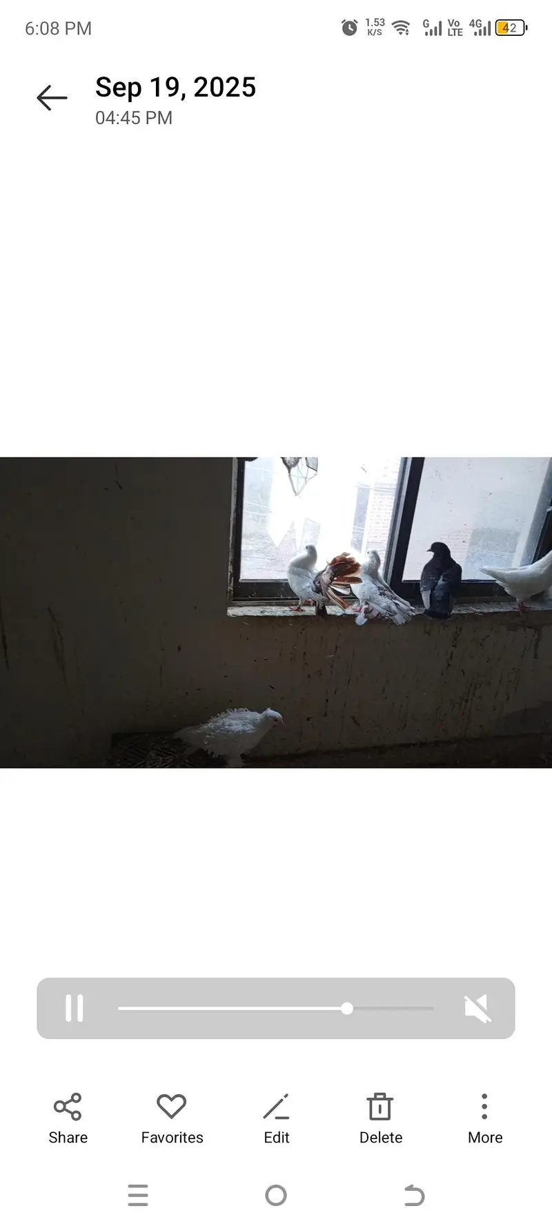 king pigeons — photo 3