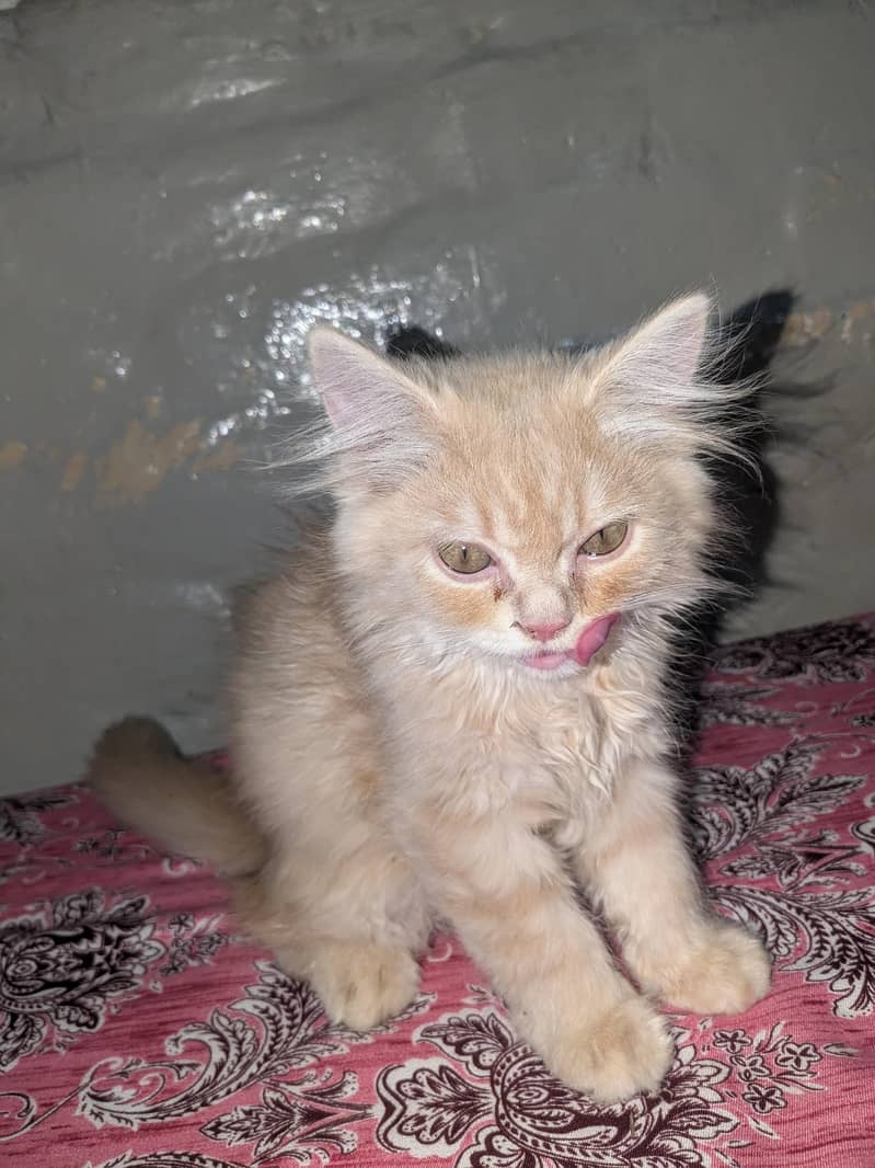Persian kittens 0