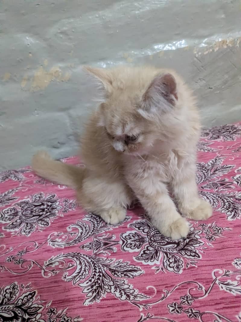 Persian kittens 1