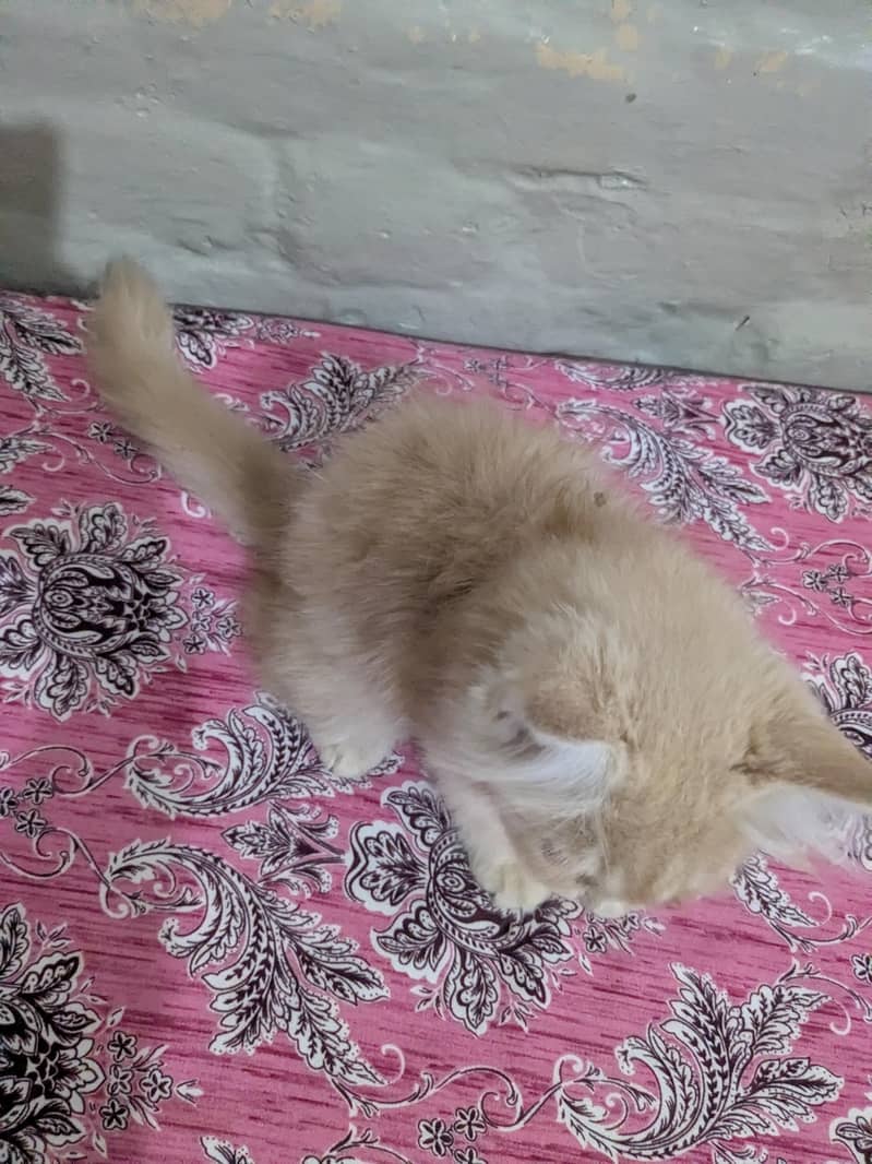 Persian kittens 2