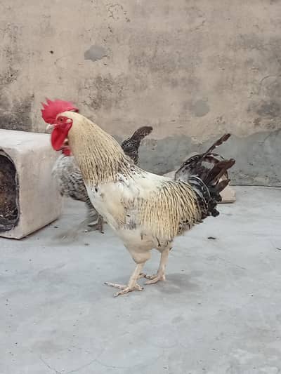 3 murgi 1 murga Active phathy