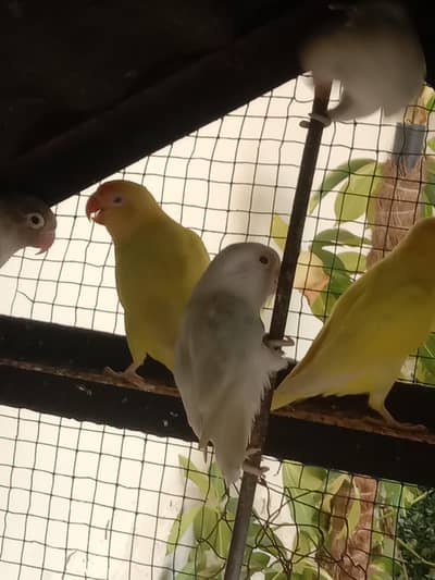 love birds