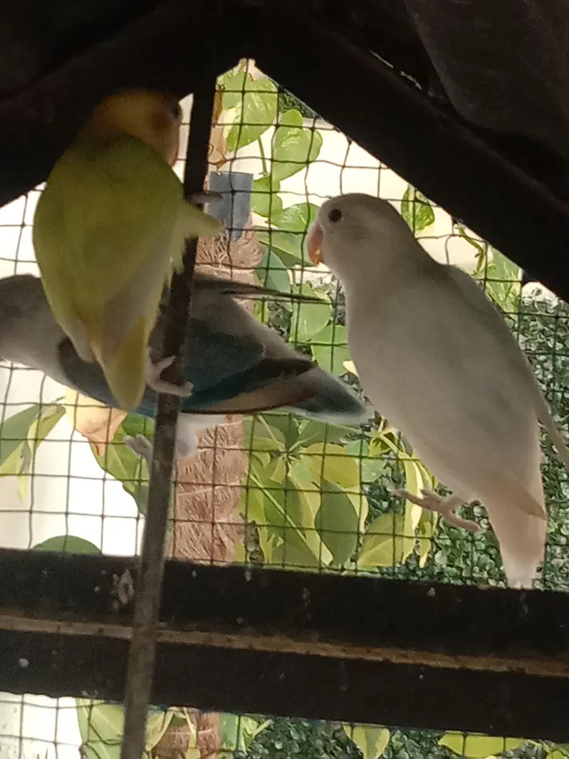 love birds — photo 2