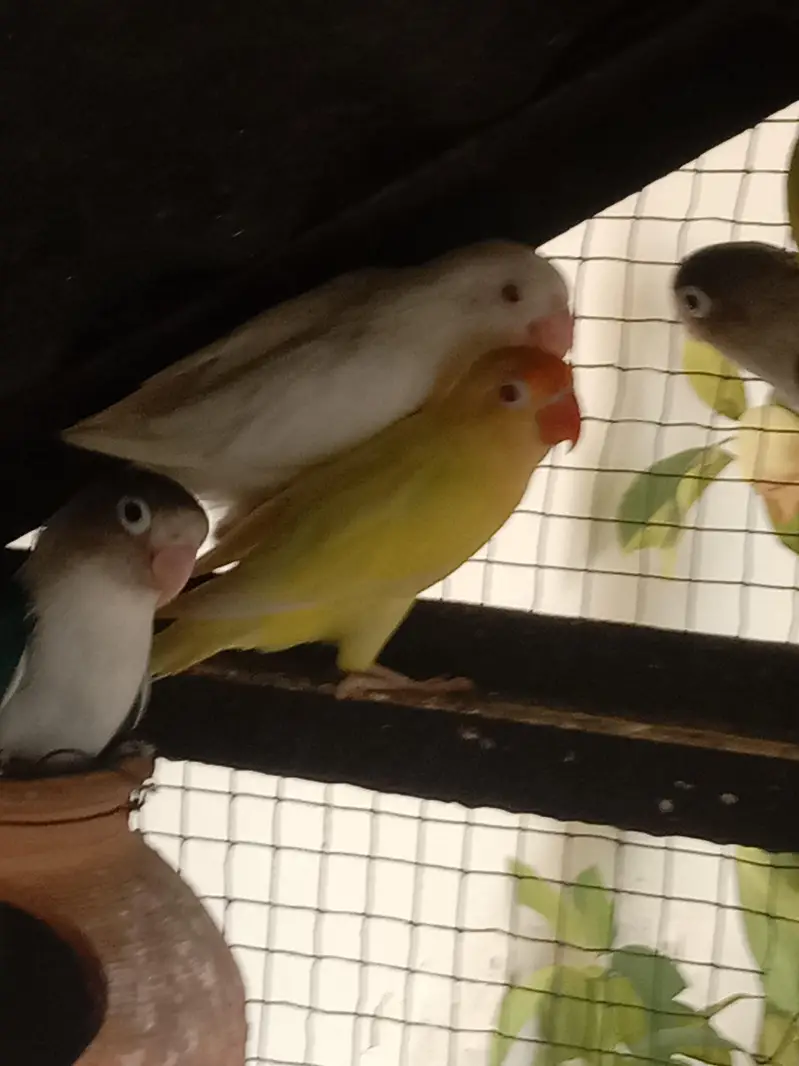 love birds — photo 3