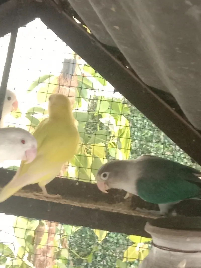 love birds — photo 4