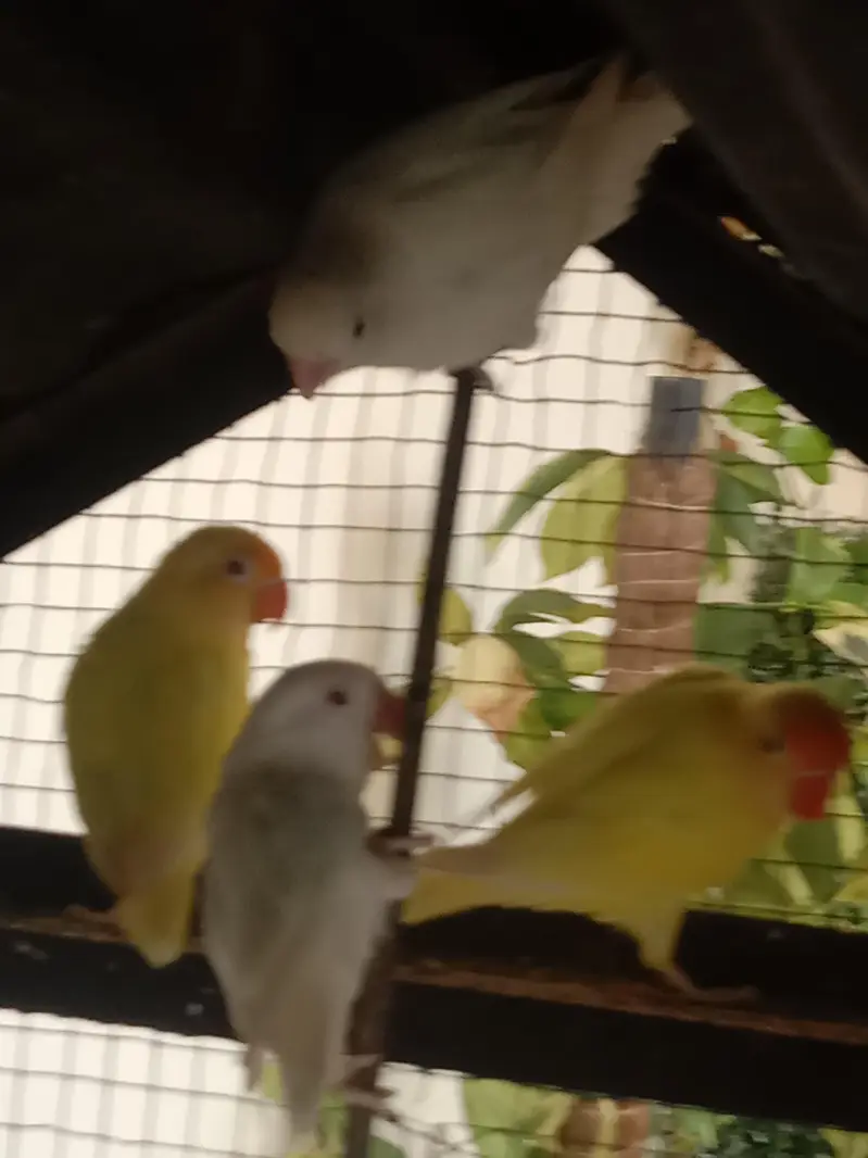 love birds — photo 5