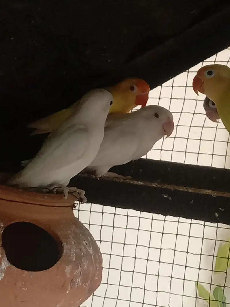 love birds — photo 6