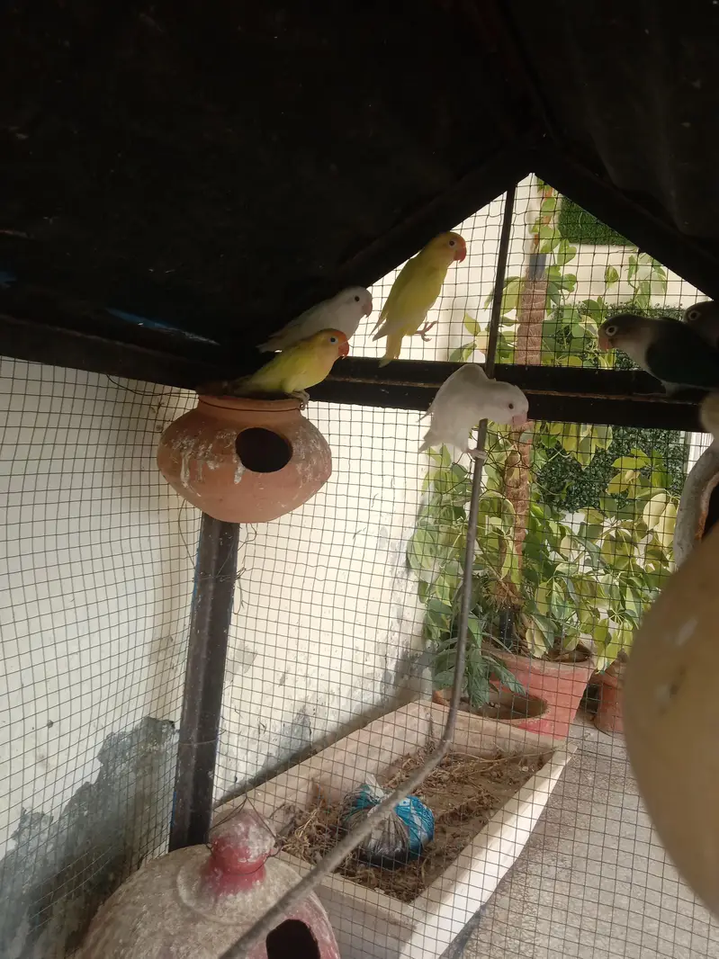 love birds — photo 7