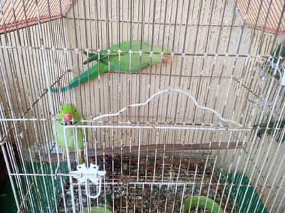 breeder Ringneck pair with cage