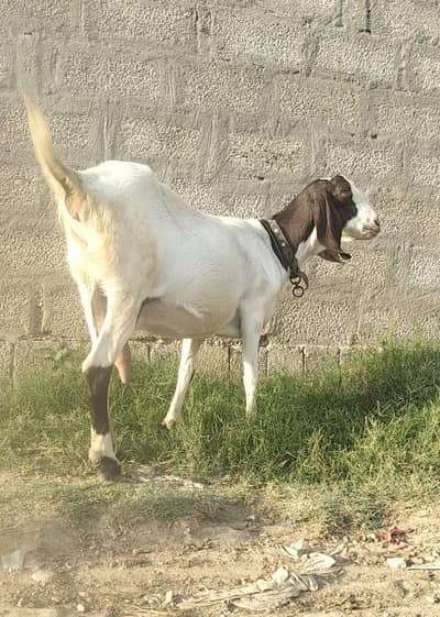 betal + white Rajan pori