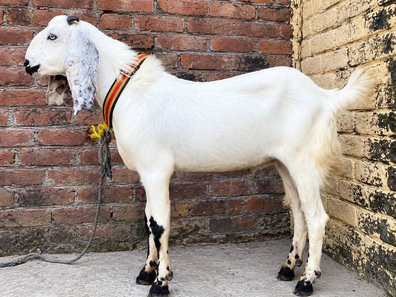 desi bakra 0