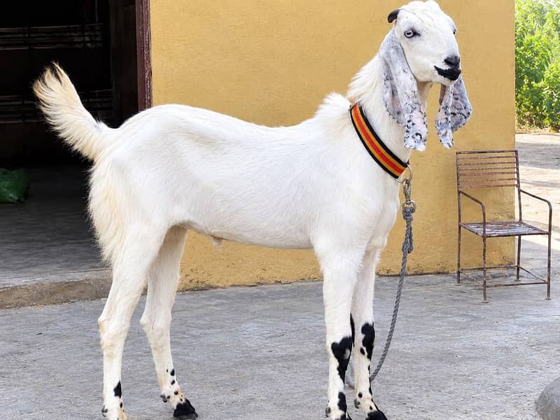 desi bakra 1