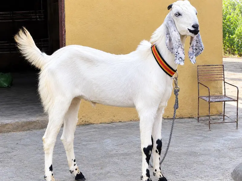 desi bakra — photo 2