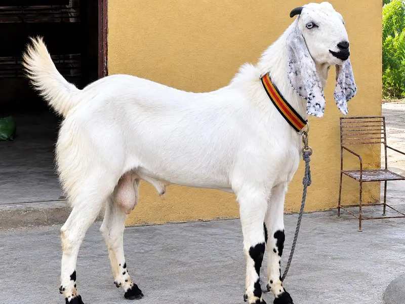 desi bakra — photo 3