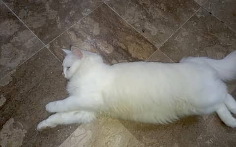 Pure White Female Persian Cat for Sale