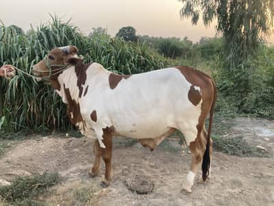 Bull for Qurbani