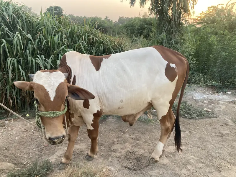 Bull for Qurbani — photo 2