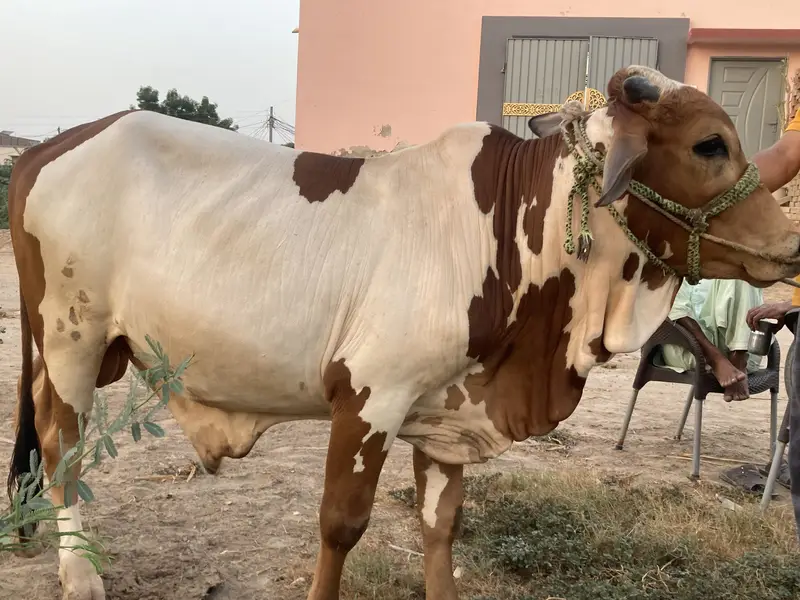 Bull for Qurbani — photo 3