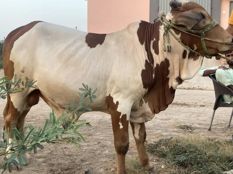 Bull for Qurbani — photo 4