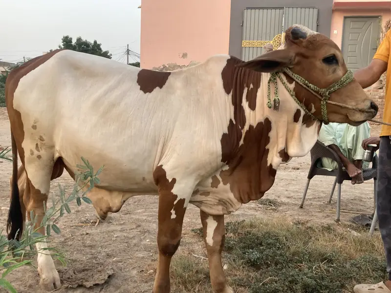 Bull for Qurbani — photo 5