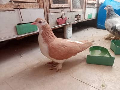 Shezari Pigeon for sale