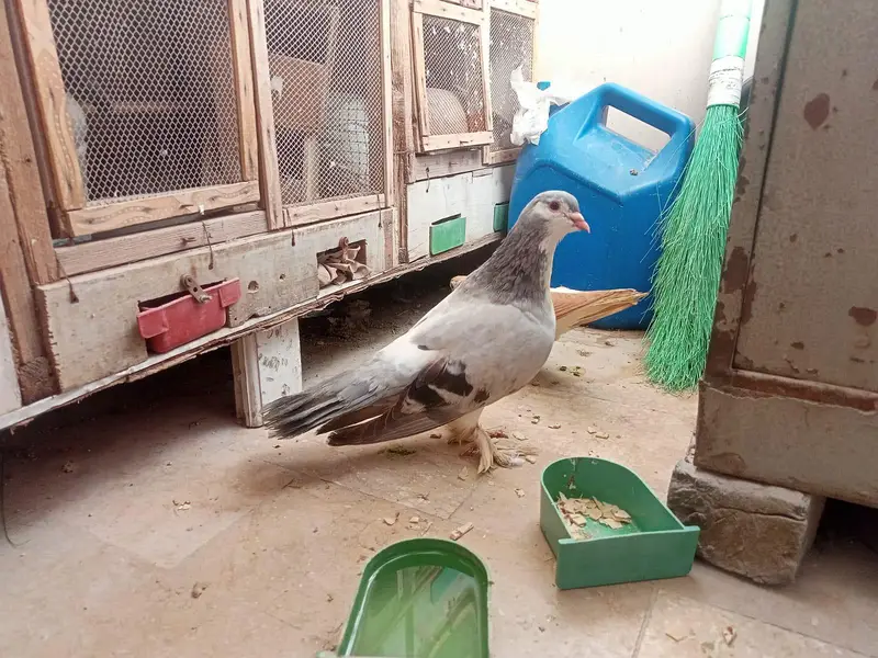 Shezari Pigeon for sale — photo 2