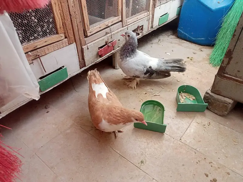 Shezari Pigeon for sale — photo 3