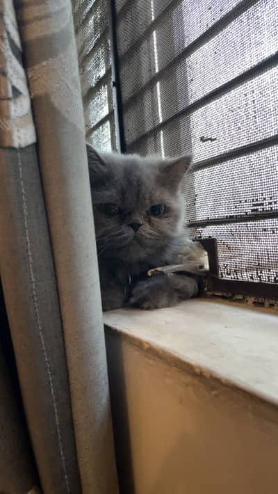 Persian cat