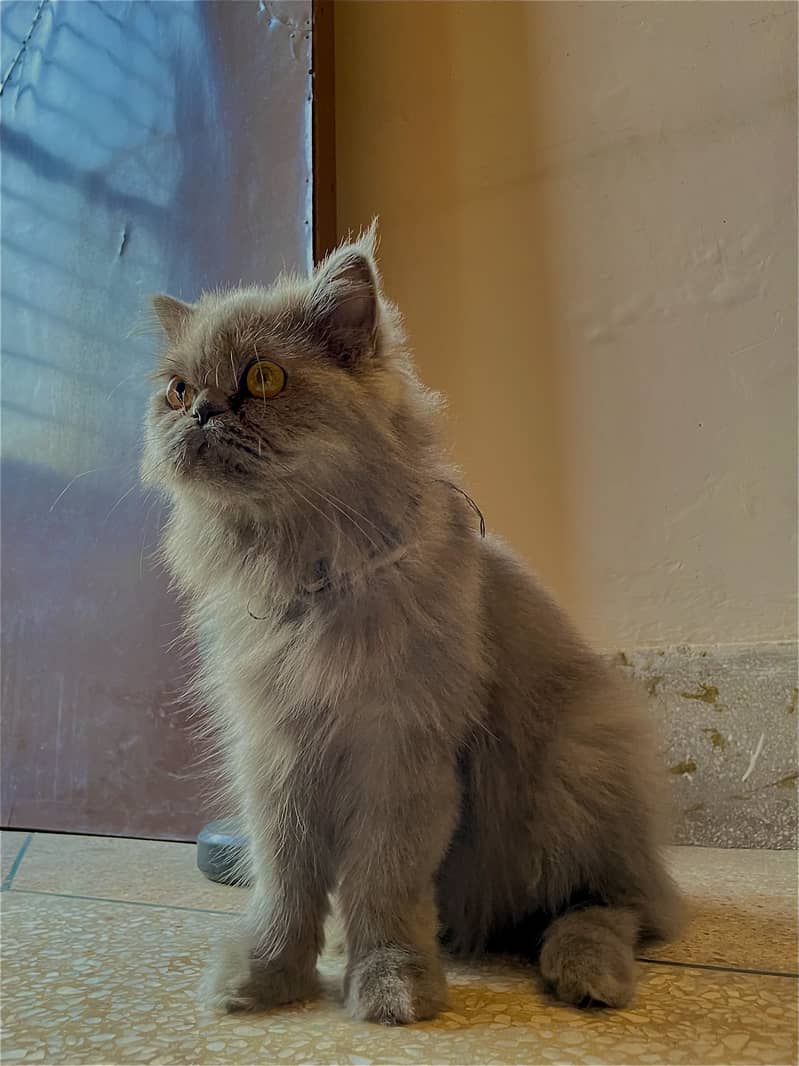 Persian cat 3