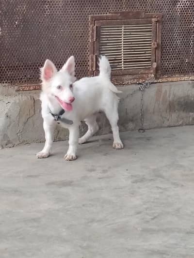Russian puppy
