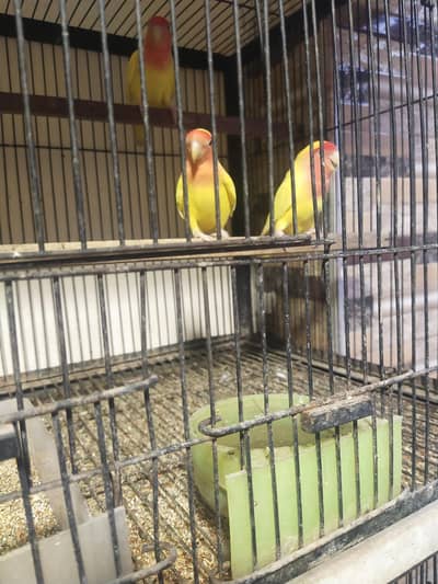 lovebirds