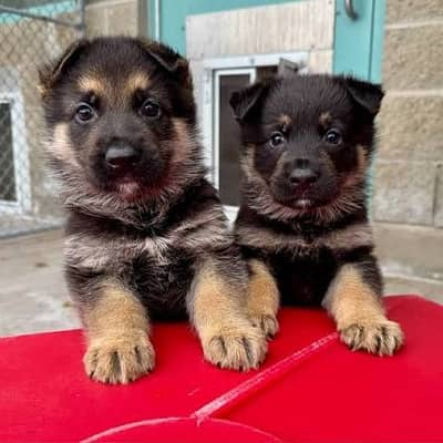German Shepherd Pupps | Long Coat German Shepherd Pupps | GSD Pupps